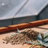 Pile of cannabis seeds on a wooden table inside a greenhouse, with a cannabis leaf beside the seeds