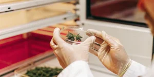 Scientist holding a petri dish with a cannabis tissue culture sample inside a laboratory environment.