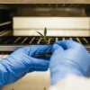 Scientist wearing gloves handling a small cannabis plant sample inside a controlled laboratory chamber.