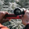 Grower examining cannabis plants with a portable microscope to assess trichome maturity and overall plant condition.