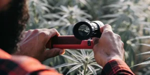 Grower examining cannabis plants with a portable microscope to assess trichome maturity and overall plant condition.