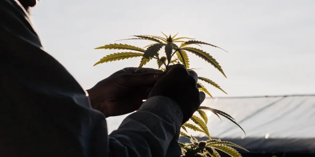 Hands checking the health of a cannabis plant against sunlight during late growth