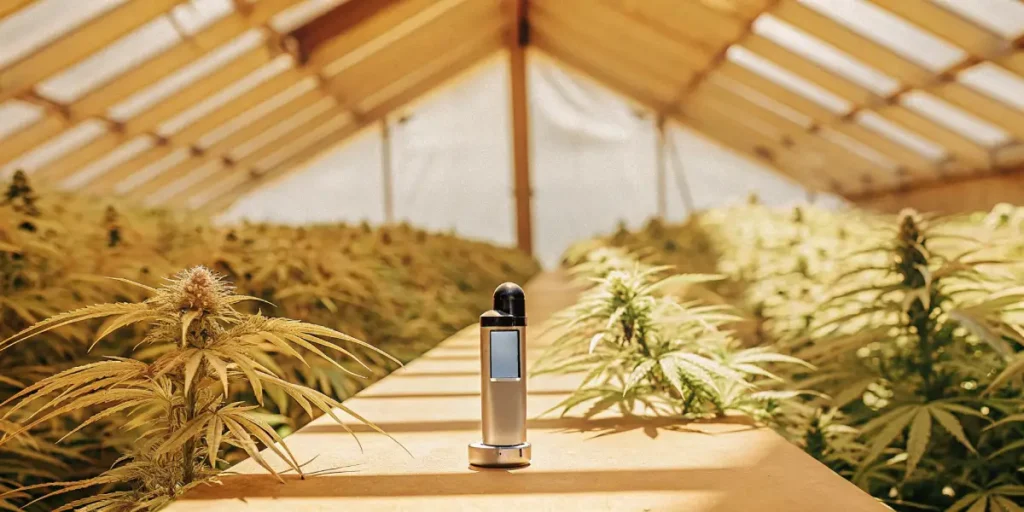 Digital refractometer placed between cannabis plants inside a greenhouse to measure brix levels and monitor crop quality during flowering.