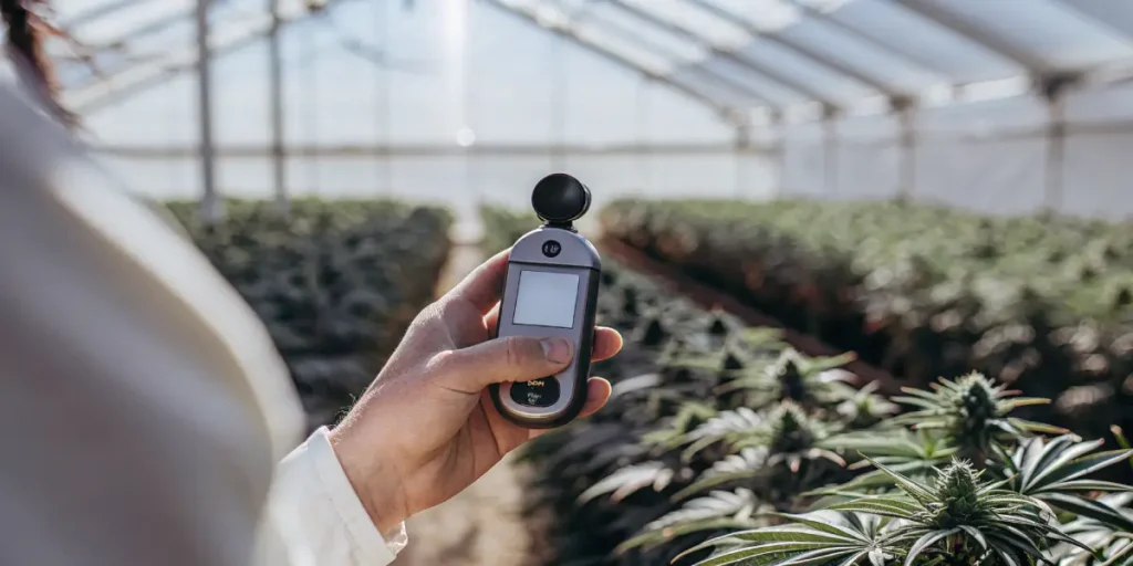 Digital refractometer used to measure cannabis Brix levels inside a greenhouse cultivation facility.