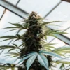 Feminized cannabis cola growing under a glass greenhouse roof, showing dense buds and healthy green leaves.