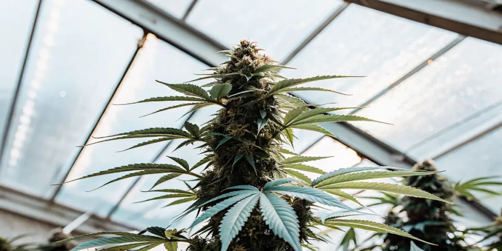 Feminized cannabis cola growing under a glass greenhouse roof, showing dense buds and healthy green leaves.