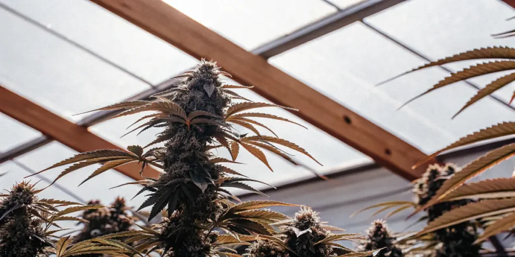 Feminized cannabis plant flowering in a greenhouse, with dense buds and warm-toned leaves under natural light.