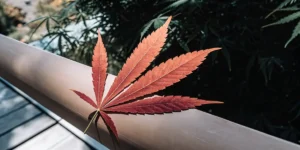 Feuille de cannabis rouge posée sur un rebord, caractéristique d’une plante en fin de cycle ou exposée à des variations environnementales.