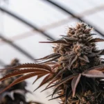 Fleur de cannabis cultivée en serre avec structure résineuse dense et feuilles aux teintes foncées