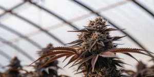 Fleur de cannabis cultivée en serre avec structure résineuse dense et feuilles aux teintes foncées