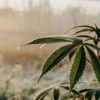 Frost-covered cannabis leaf outdoors during early morning, showing serrated edges and natural cold stress conditions.