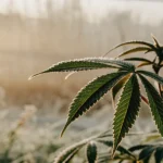 Frost-covered cannabis leaf outdoors during early morning, showing serrated edges and natural cold stress conditions.