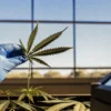 Gloved hand holding a cannabis leaf under natural light during a controlled laboratory inspection