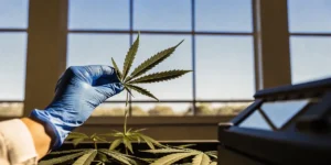 Gloved hand holding a cannabis leaf under natural light during a controlled laboratory inspection