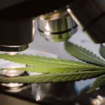Green cannabis leaf under a microscope during laboratory testing for plant health and nutrient balance