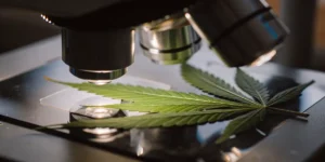 Green cannabis leaf under a microscope during laboratory testing for plant health and nutrient balance