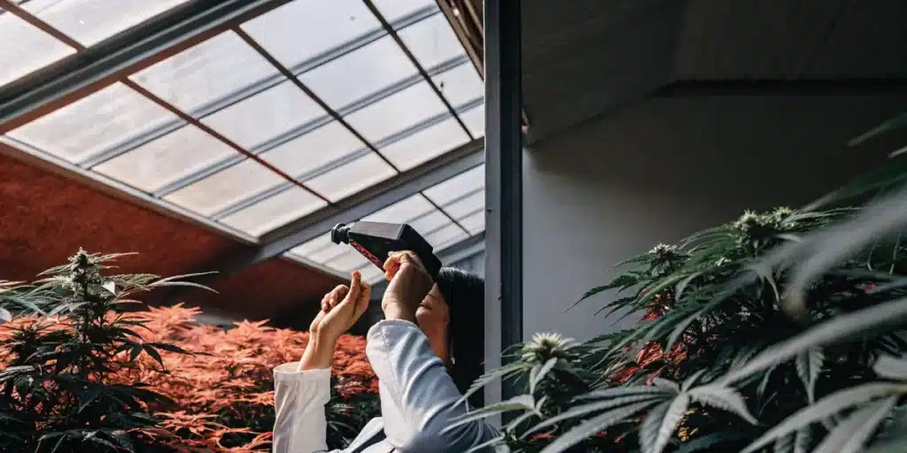 Researcher analyzing cannabis plants with a handheld measurement device inside a controlled greenhouse environment