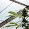 Cannabis plant flowering under natural sunlight inside a greenhouse with healthy green leaves