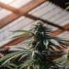 Close-up of a flowering cannabis plant growing inside a greenhouse under natural light
