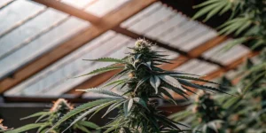 Close-up of a flowering cannabis plant growing inside a greenhouse under natural light