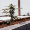 Cannabis plant growing in a raised soil bed inside a greenhouse during flowering