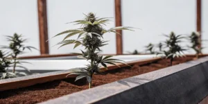 Cannabis plant growing in a raised soil bed inside a greenhouse during flowering