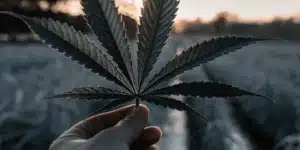Hand holding a dark cannabis leaf outdoors at dawn, showing leaf structure and healthy serrated edges.