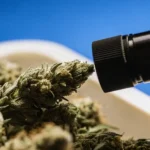 Handheld refractometer analyzing a cannabis bud to measure resin quality and plant maturity