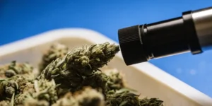 Handheld refractometer analyzing a cannabis bud to measure resin quality and plant maturity