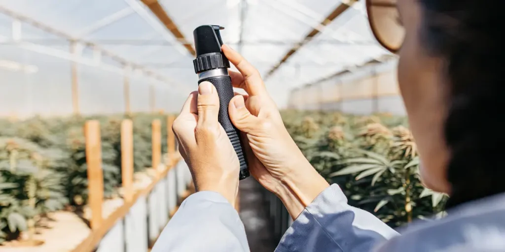 Handheld refractometer being used inside a cannabis greenhouse to measure plant sugar levels during cultivation.