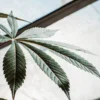 Healthy cannabis leaf with well-defined veins growing under natural light in a greenhouse.