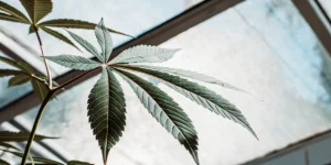 Healthy cannabis leaf with well-defined veins growing under natural light in a greenhouse.
