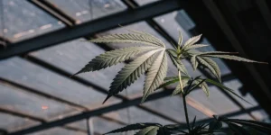 Healthy cannabis plant leaf growing in a greenhouse under natural light conditions.