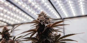 Indoor cannabis cola with dense buds and frosty trichomes growing under LED grow lights in a controlled environment.