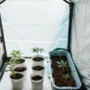 Indoor cannabis grow tent with young cannabis seedlings planted in small pots under controlled lighting.