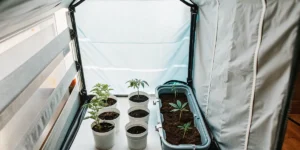 Indoor cannabis grow tent with young cannabis seedlings planted in small pots under controlled lighting.