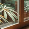 Indoor cannabis leaf with yellow edges exposed to natural light through a window