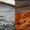 Indoor cannabis plant growing under LED lighting compared to a flowering cannabis plant under warmer spectrum lights