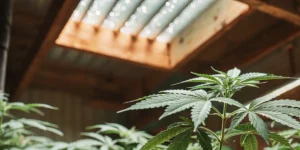 Cannabis plant in the vegetative stage growing indoors under artificial lighting.