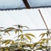Jeunes plantes de cannabis cultivées en serre sous lumière naturelle avec feuilles vert clair en phase végétative.