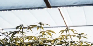 Jeunes plantes de cannabis cultivées en serre sous lumière naturelle avec feuilles vert clair en phase végétative.