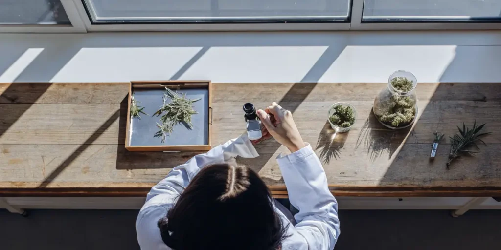 Laboratory researcher examining cannabis samples with a handheld magnifier on a wooden workbench near natural light.