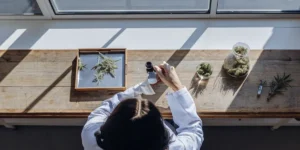 Laboratory researcher examining cannabis samples with a handheld magnifier on a wooden workbench near natural light.