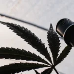 Macro view of a cannabis leaf with a magnifier revealing water droplets and leaf texture
