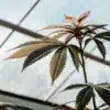 Marijuana plant with green and bronze leaves growing upward beneath a glass greenhouse roof.