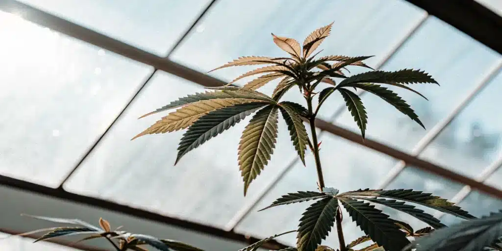 Marijuana plant with green and bronze leaves growing upward beneath a glass greenhouse roof.