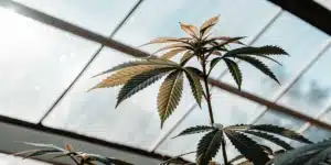 Marijuana plant with green and bronze leaves growing upward beneath a glass greenhouse roof.