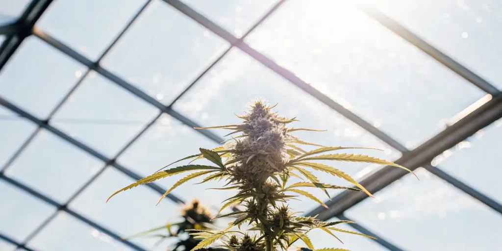 Mature cannabis bud illuminated by sunlight inside a glass greenhouse structure