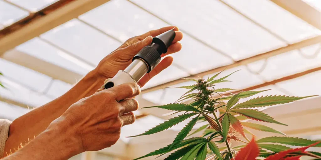 Handheld refractometer measuring brix levels on a cannabis plant inside a sunlit greenhouse