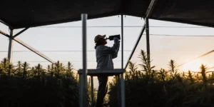 Field worker using a refractometer to analyze cannabis plants in a large outdoor cultivation under shade netting.